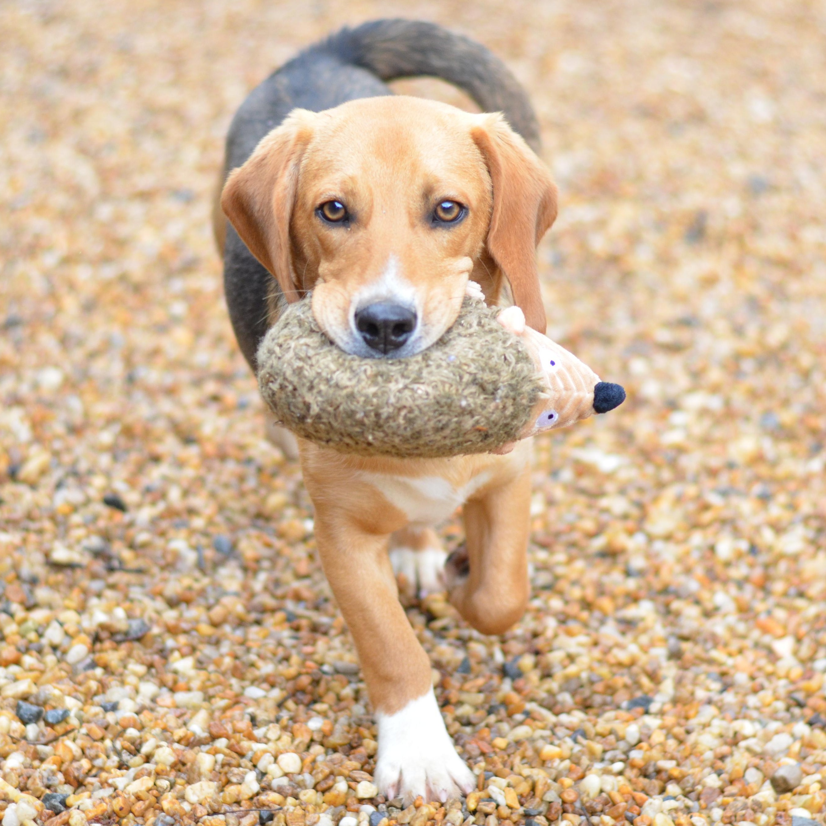 Enlarge Gator, a ADOPTABLE mixed breed in Amissville, VA image 4/4