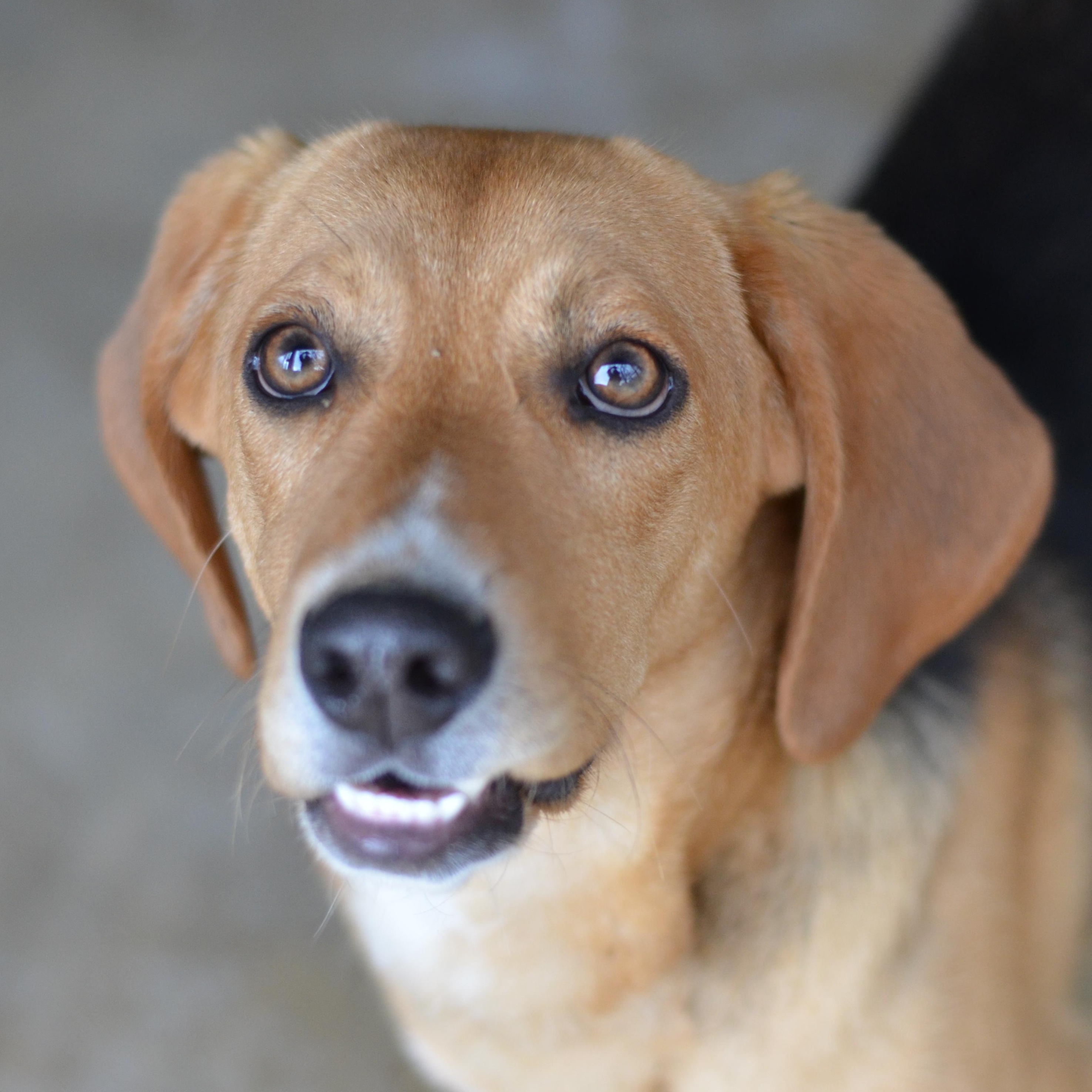 Enlarge Gator, a ADOPTABLE mixed breed in Amissville, VA image 3/4