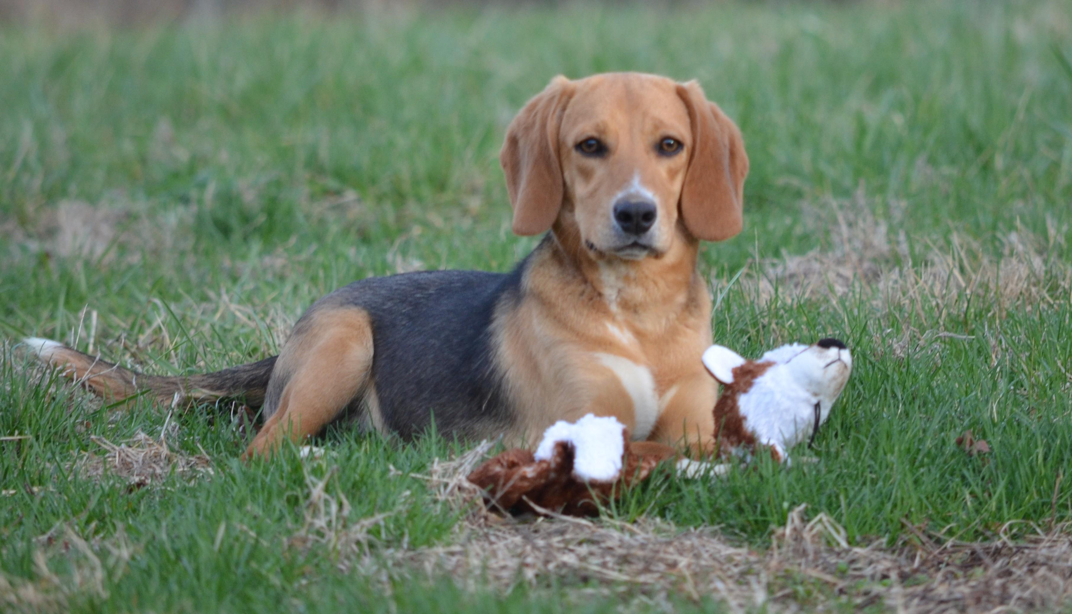 Enlarge Gator, a ADOPTABLE mixed breed in Amissville, VA image 2/4