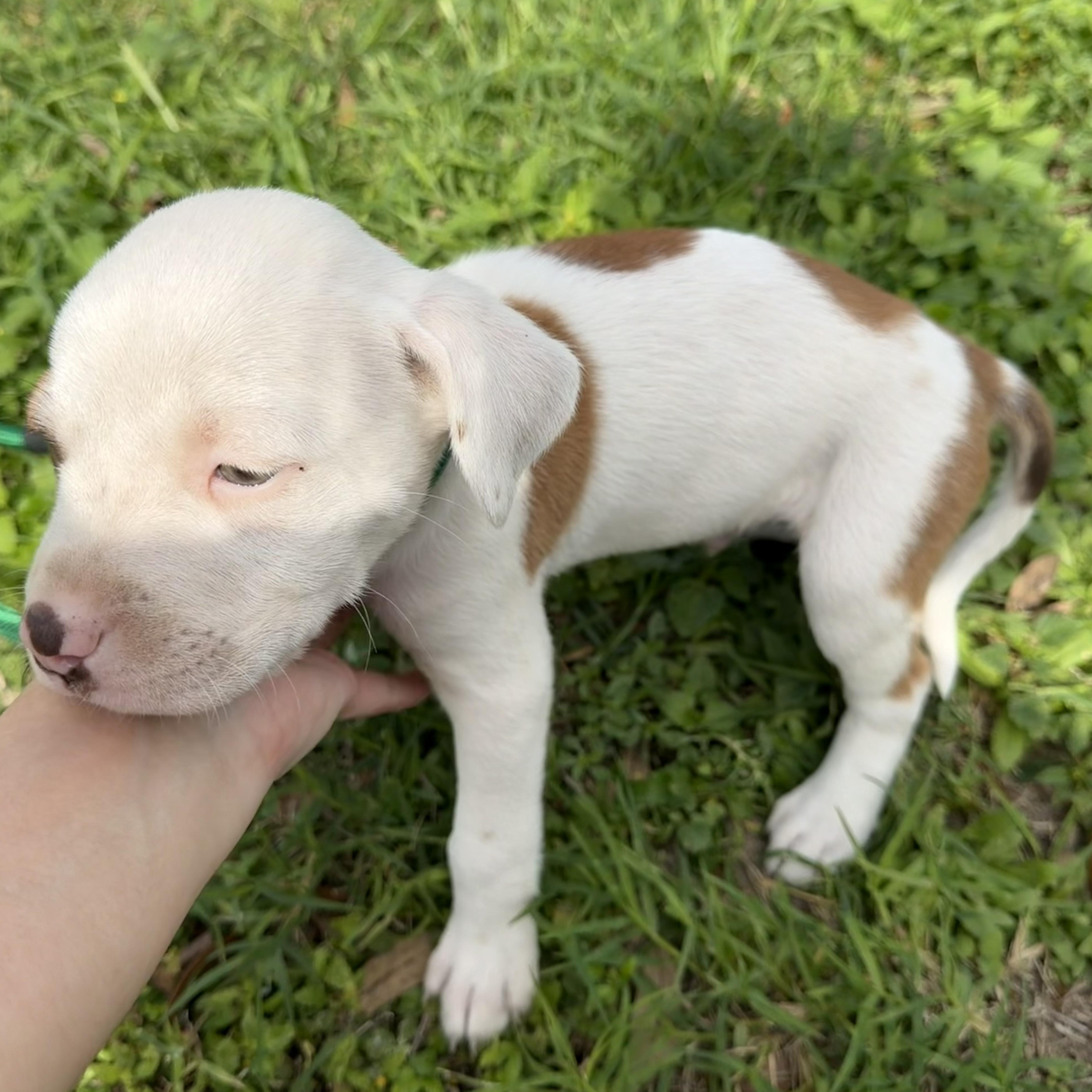 Mercury, an adopted mixed breed in Short Hills, NJ image 3/3