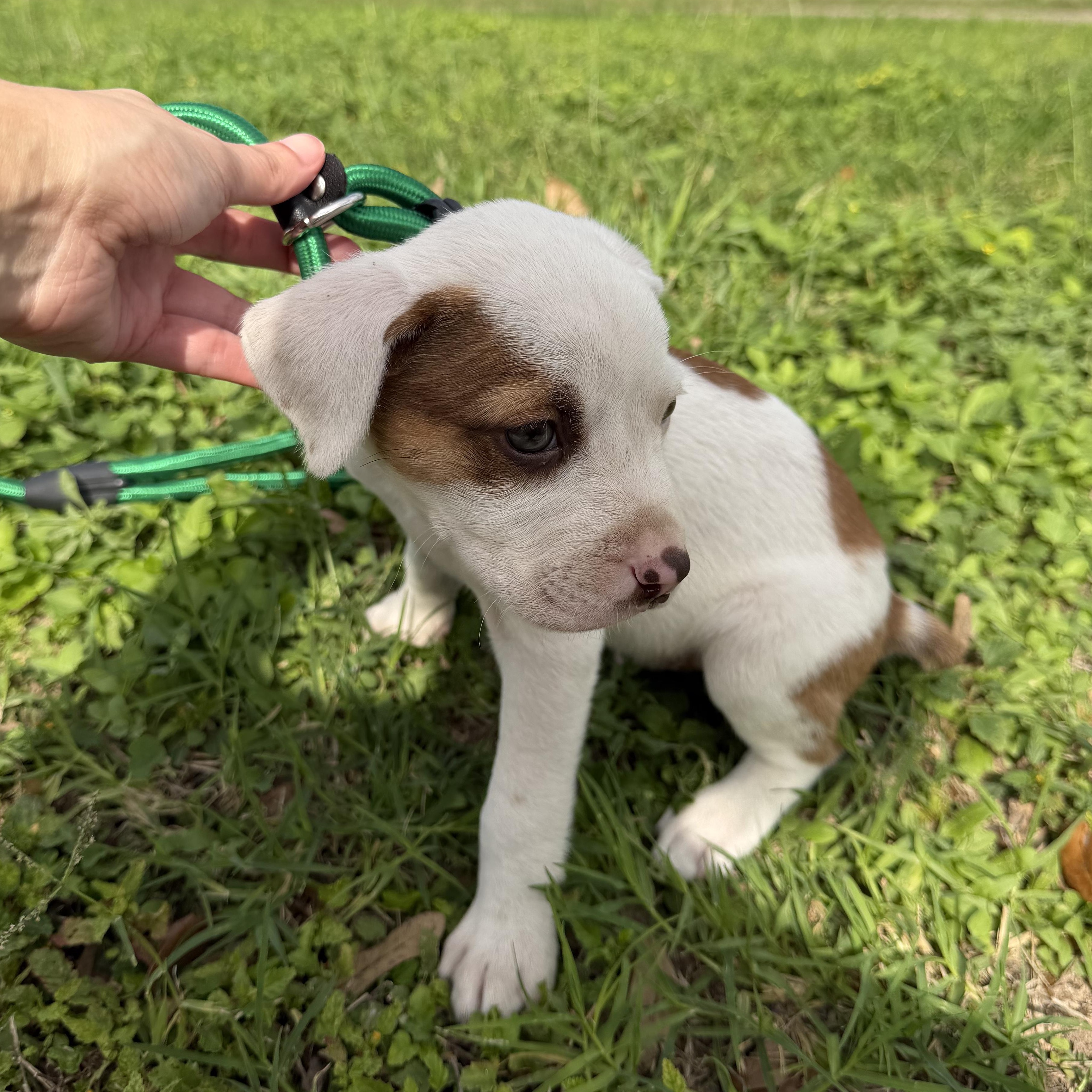 Mercury, an adopted mixed breed in Short Hills, NJ image 2/3