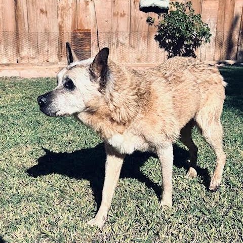 Orfelia, an adopted mixed breed in San Diego, CA image 2/2