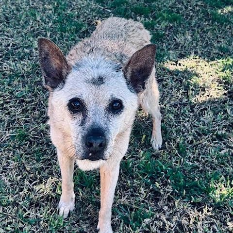 Orfelia, an adopted mixed breed in San Diego, CA image 1/2