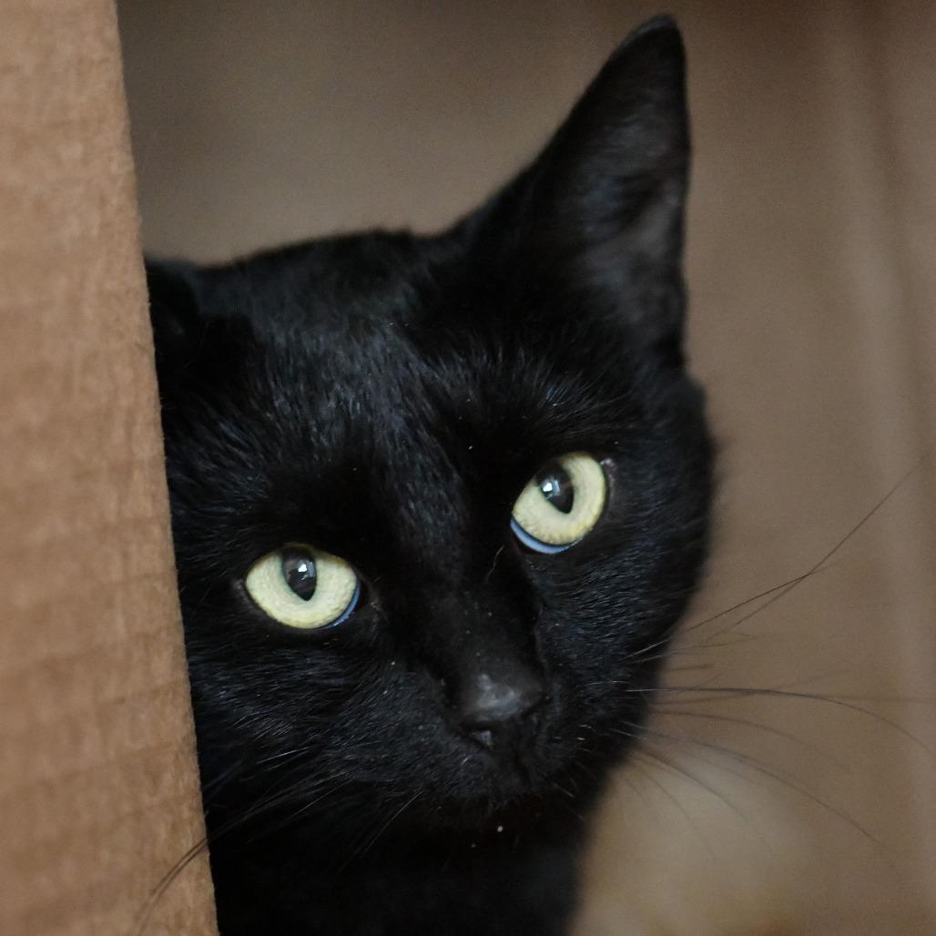 Spengler, Adoptable, Young Female Domestic Short Hair.