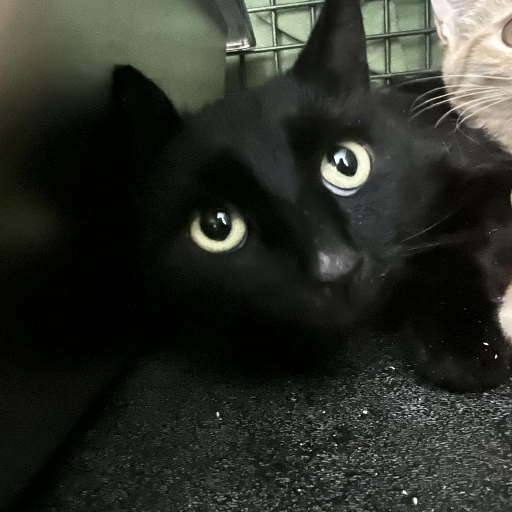 Enlarge Spengler, a Adoptable Domestic Short Hair in Chilliwack, BC image 2/3