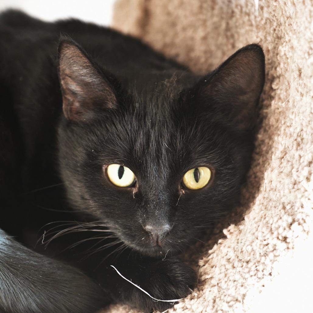 Enlarge Spengler, a Adoptable Domestic Short Hair in Chilliwack, BC image 3/4