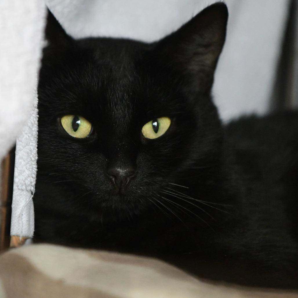 Enlarge Spengler, a Adoptable Domestic Short Hair in Chilliwack, BC image 3/3