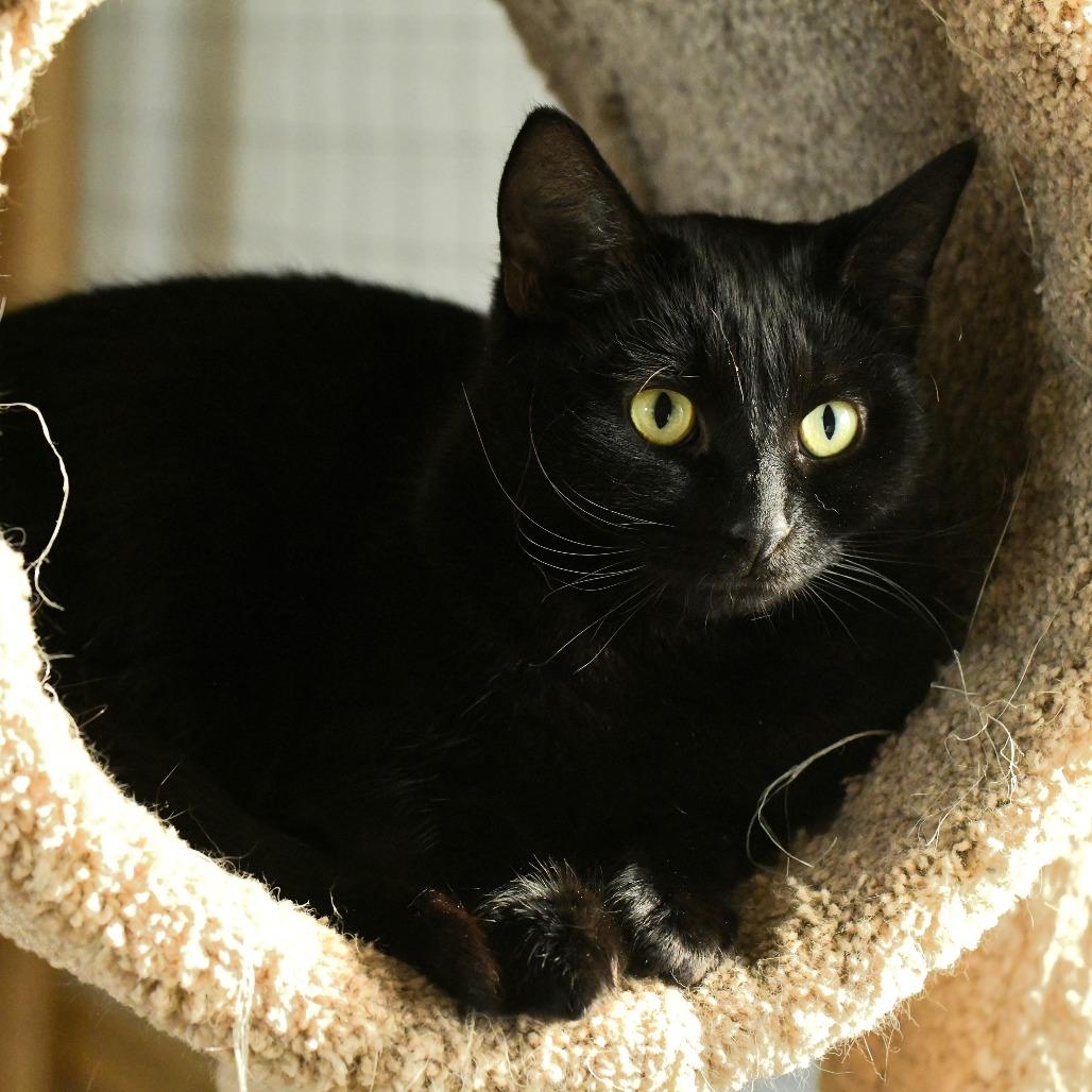 Enlarge Spengler, a Adoptable Domestic Short Hair in Chilliwack, BC image 5/5