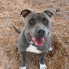 Paris, ADOPTABLE, Adult Female Pit Bull Terrier.
