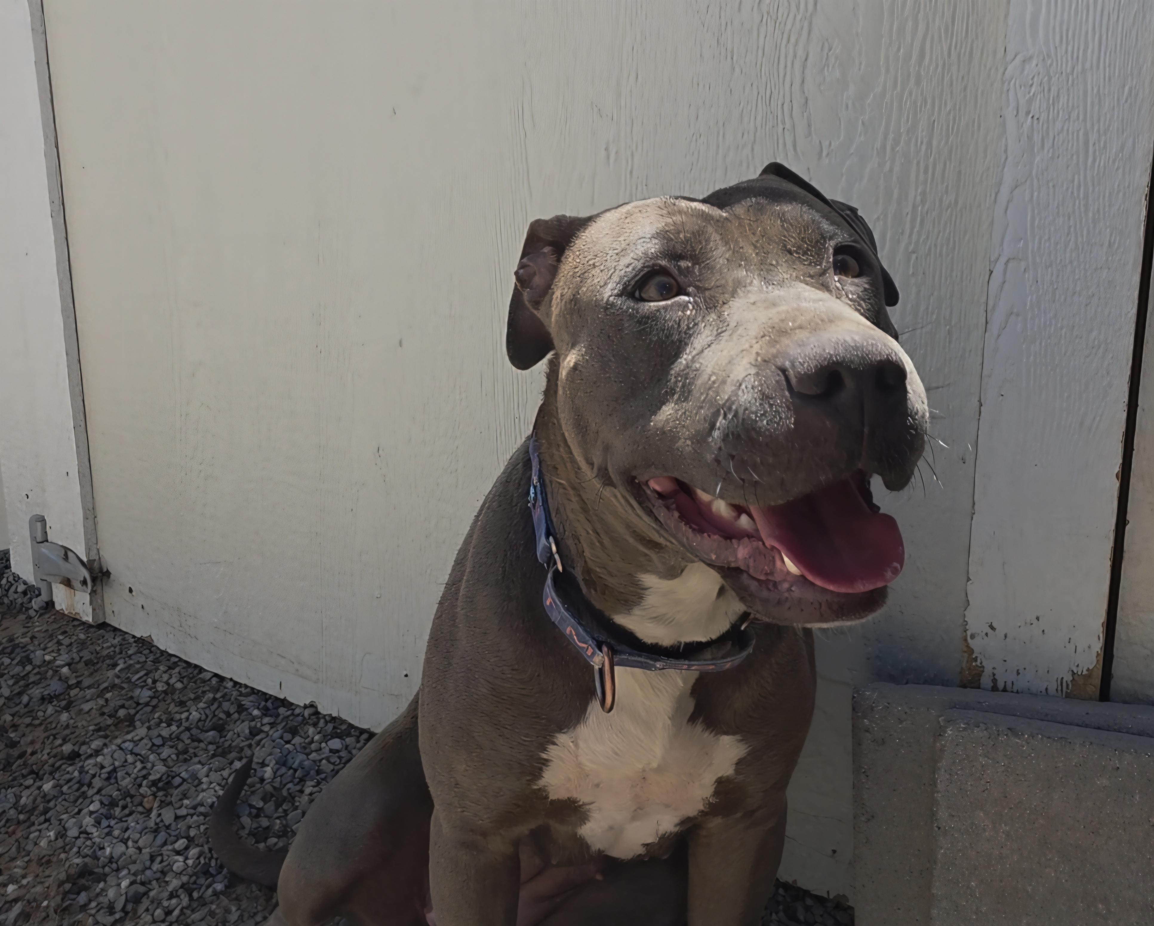 Enlarge Paris, a ADOPTABLE mixed breed in Bernalillo, NM image 1/1