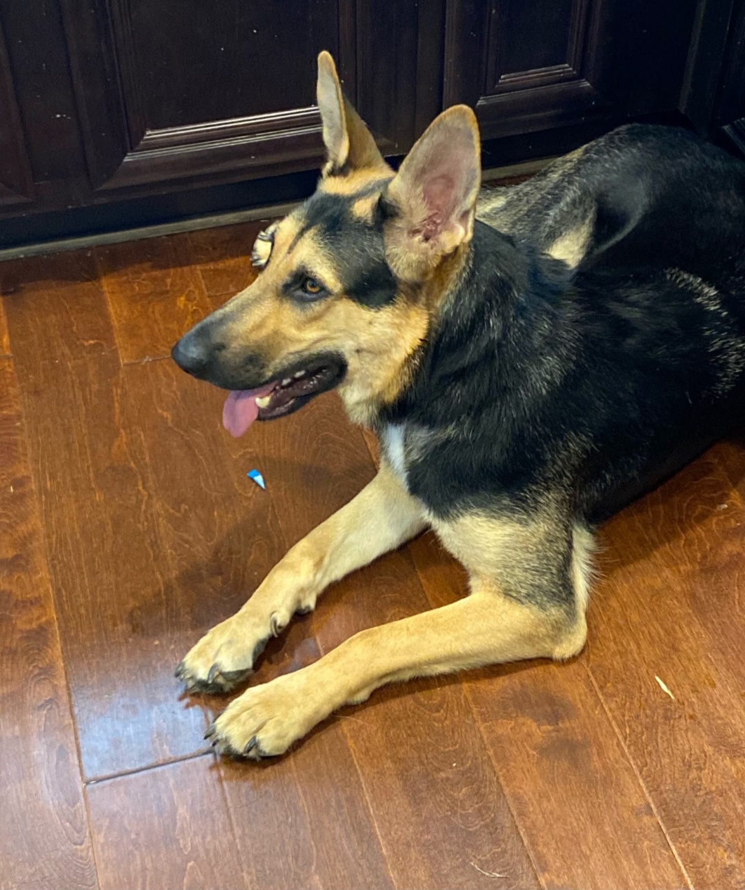 Enlarge Luna, a Adoptable German Shepherd Dog in Roswell, GA image 1/1