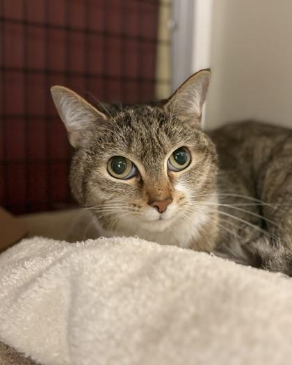 Luna the Lovely, Adoptable, Adult Female Domestic Short Hair & Domestic Short Hair.