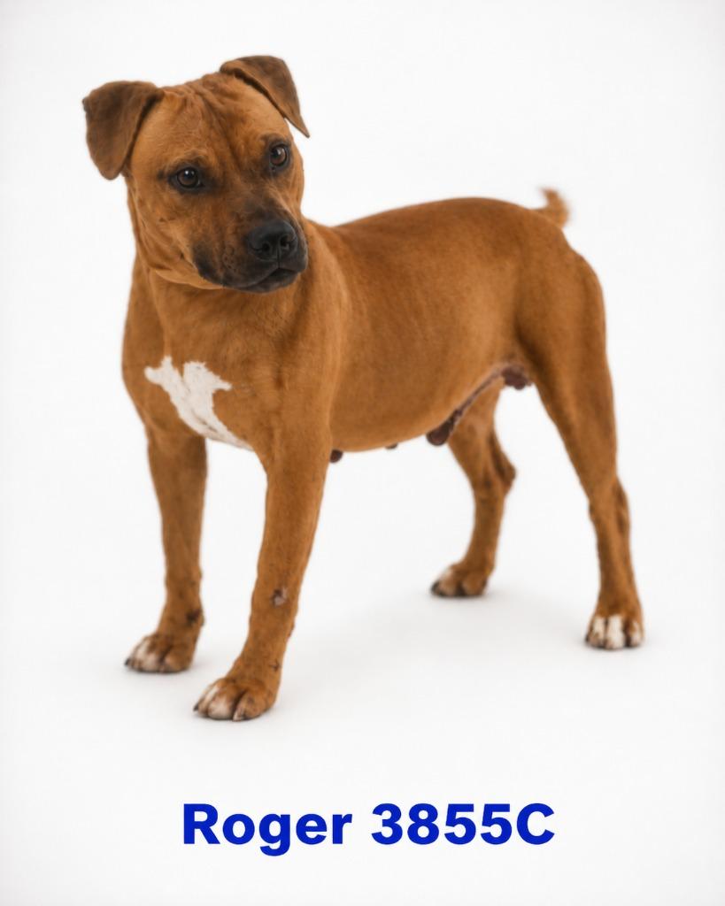 Enlarge Roger, a Adoptable Mixed Breed in Bossier City, LA image 1/6