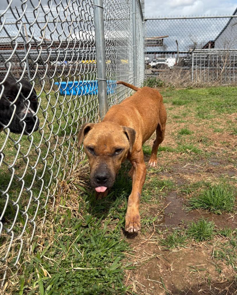 Enlarge Roger, a Adoptable Mixed Breed in Bossier City, LA image 2/6