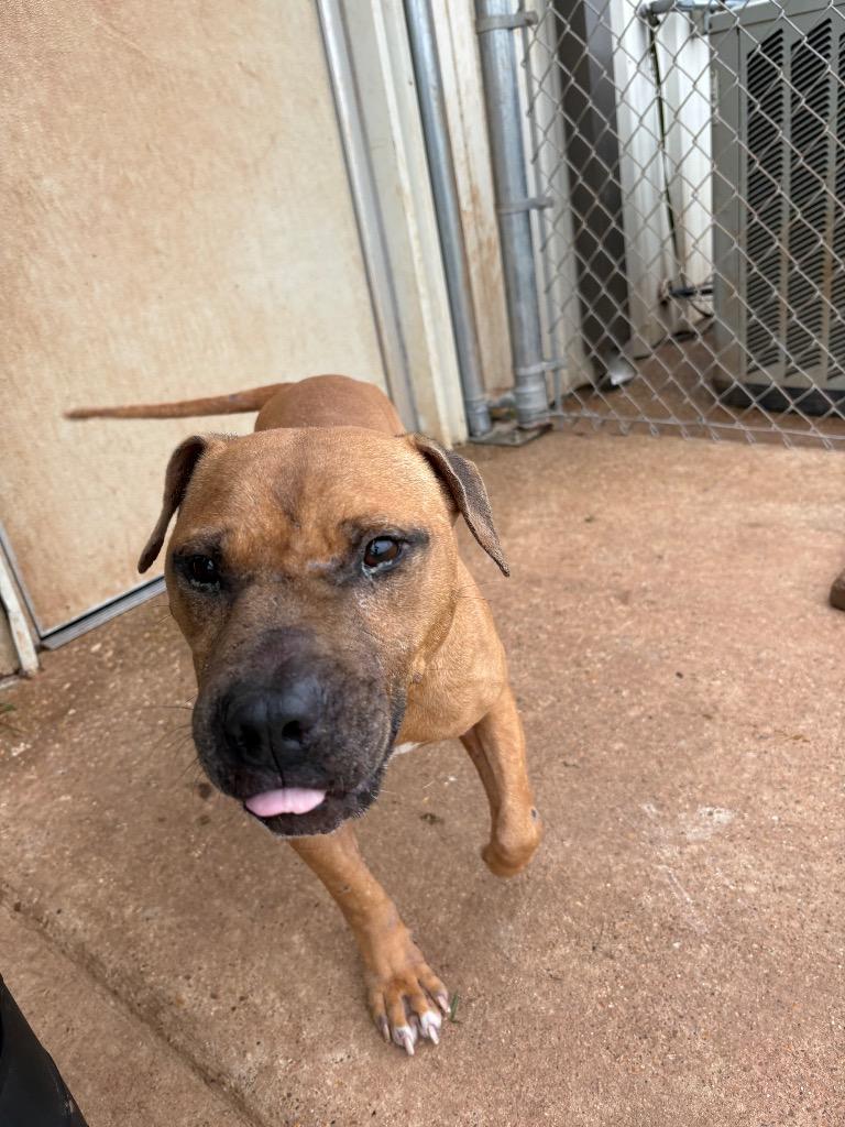Enlarge Roger, a Adoptable Mixed Breed in Bossier City, LA image 3/6