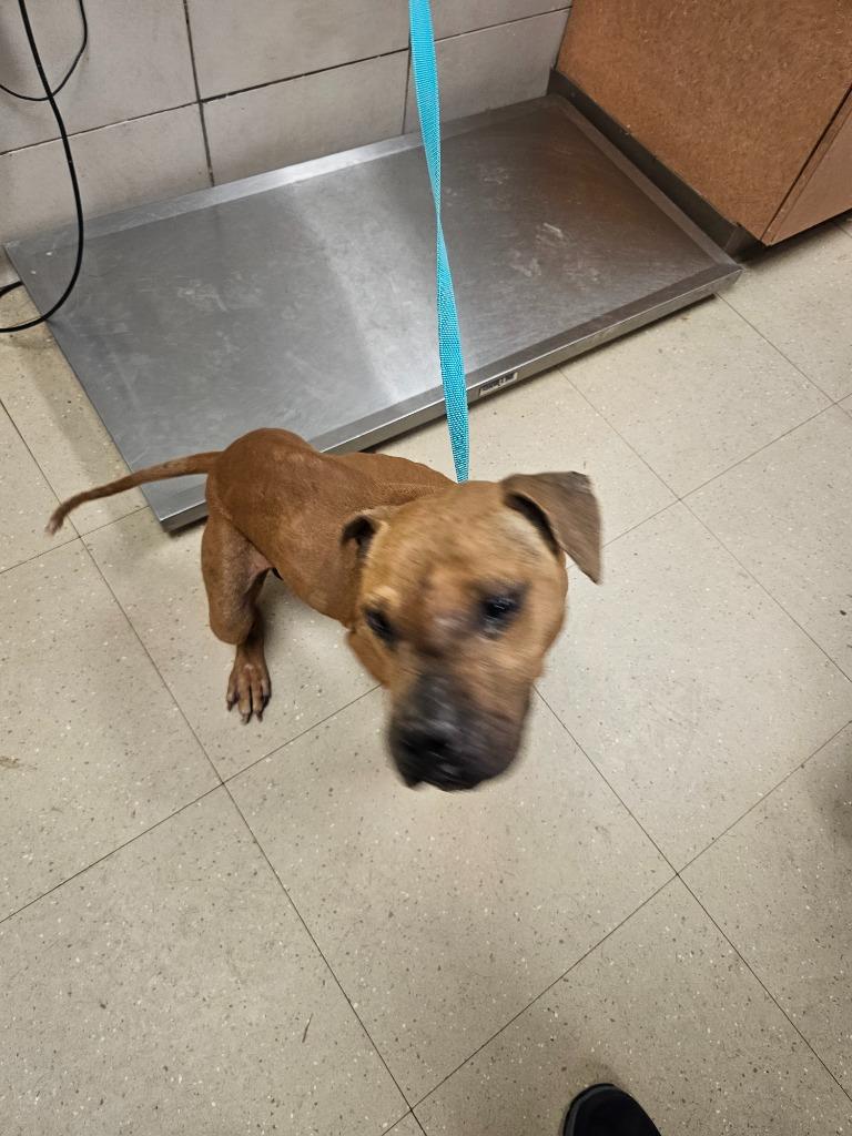 Enlarge Roger, a Adoptable Mixed Breed in Bossier City, LA image 4/6