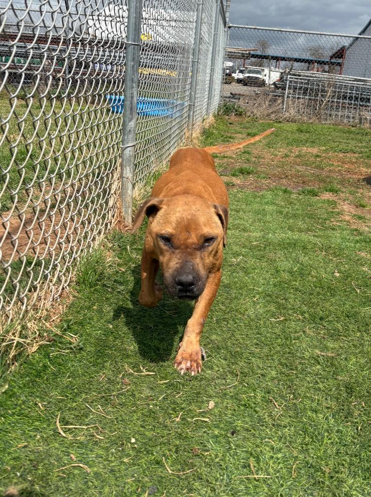 Enlarge Roger, a Adoptable Mixed Breed in Bossier City, LA image 5/6