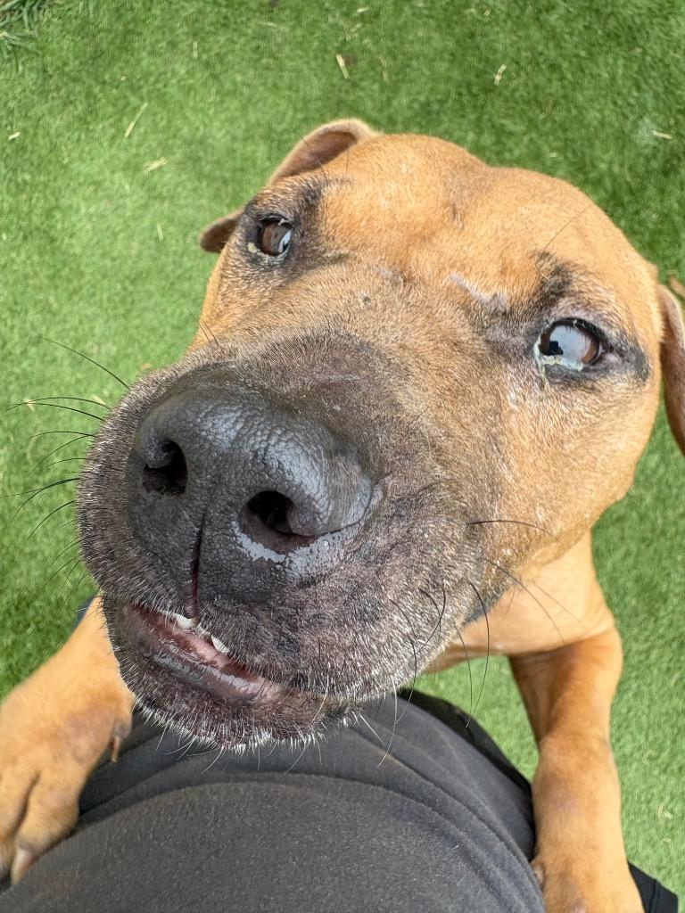 Enlarge Roger, a Adoptable Mixed Breed in Bossier City, LA image 6/6