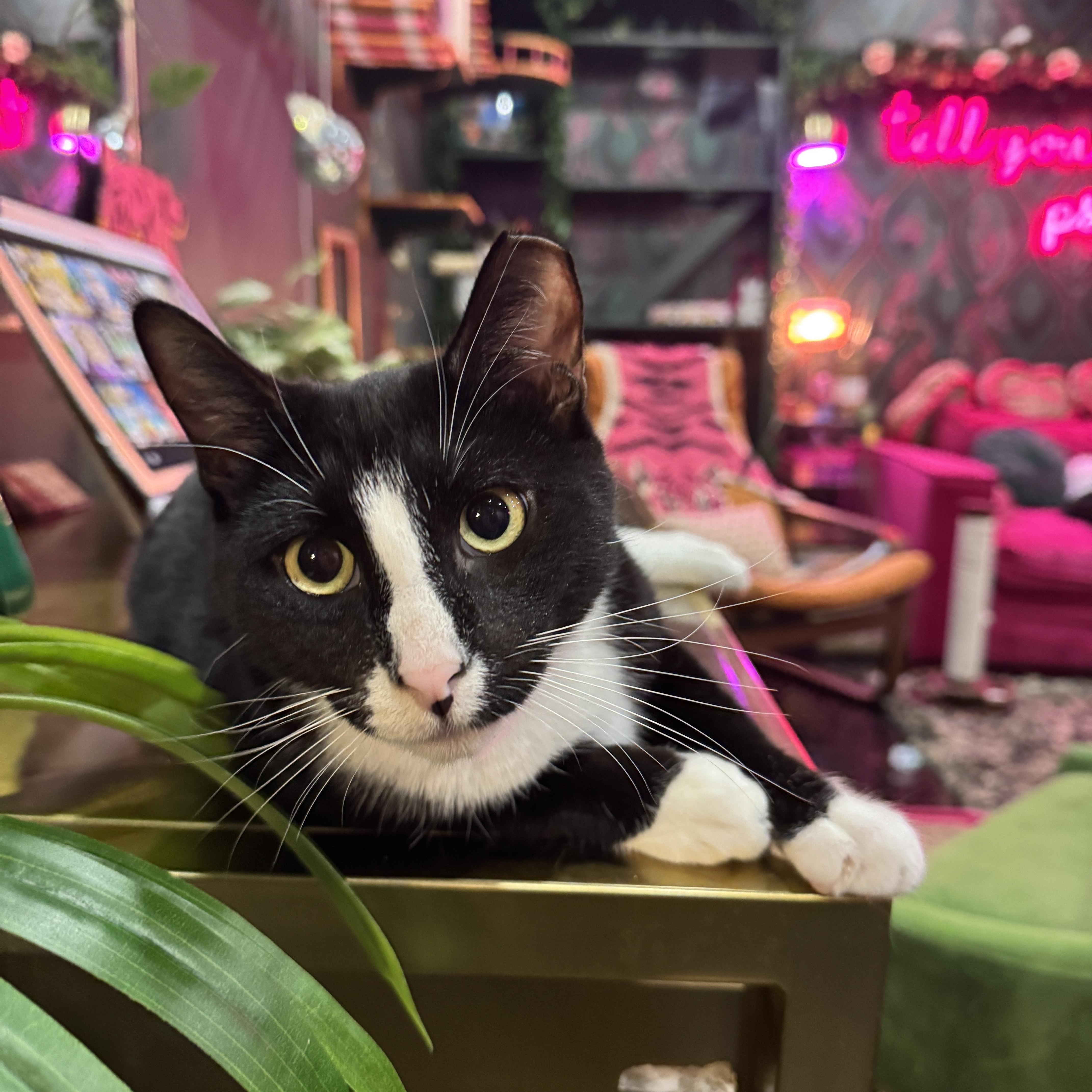 Peter, Adoptable, Young Male Domestic Short Hair.