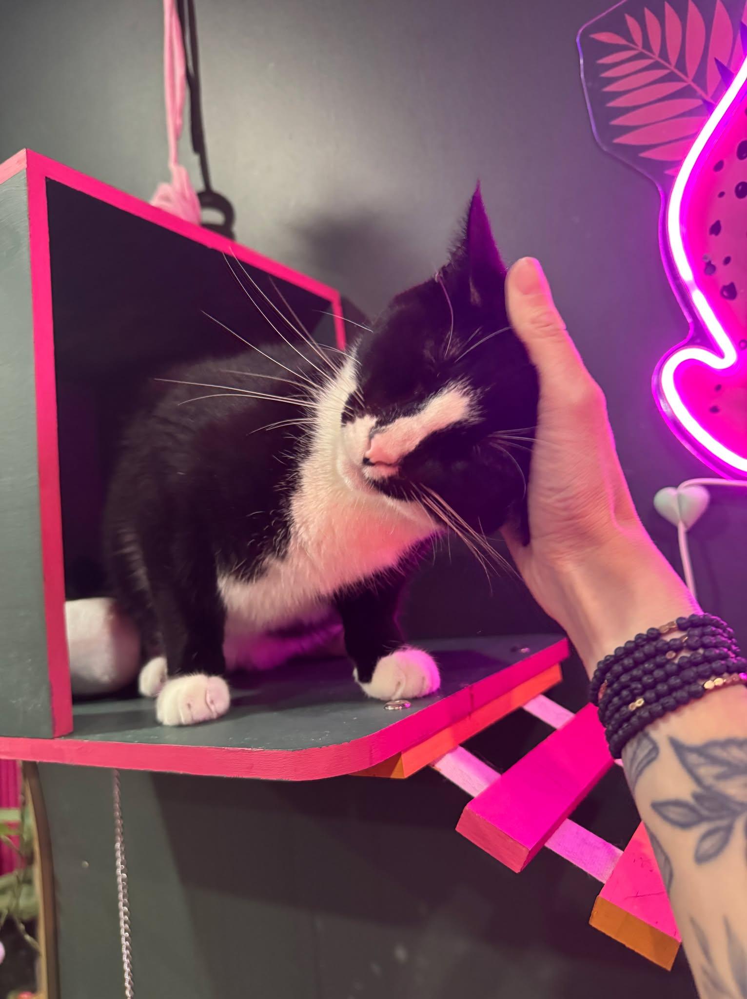 Enlarge Peter, a Adoptable Domestic Short Hair in Kennebunk , ME image 5/6