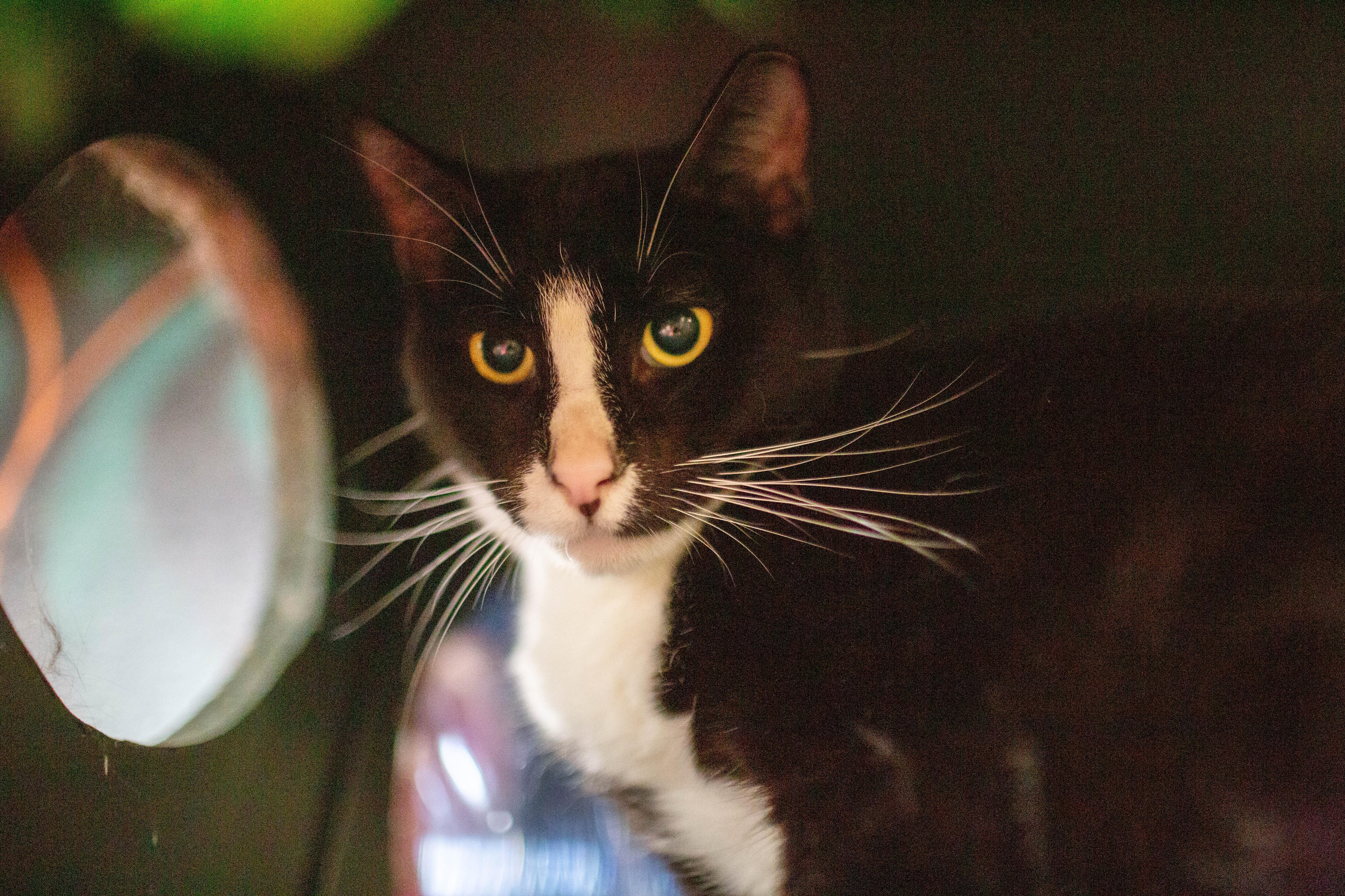 Enlarge Peter, a Adoptable Domestic Short Hair in Kennebunk , ME image 6/6