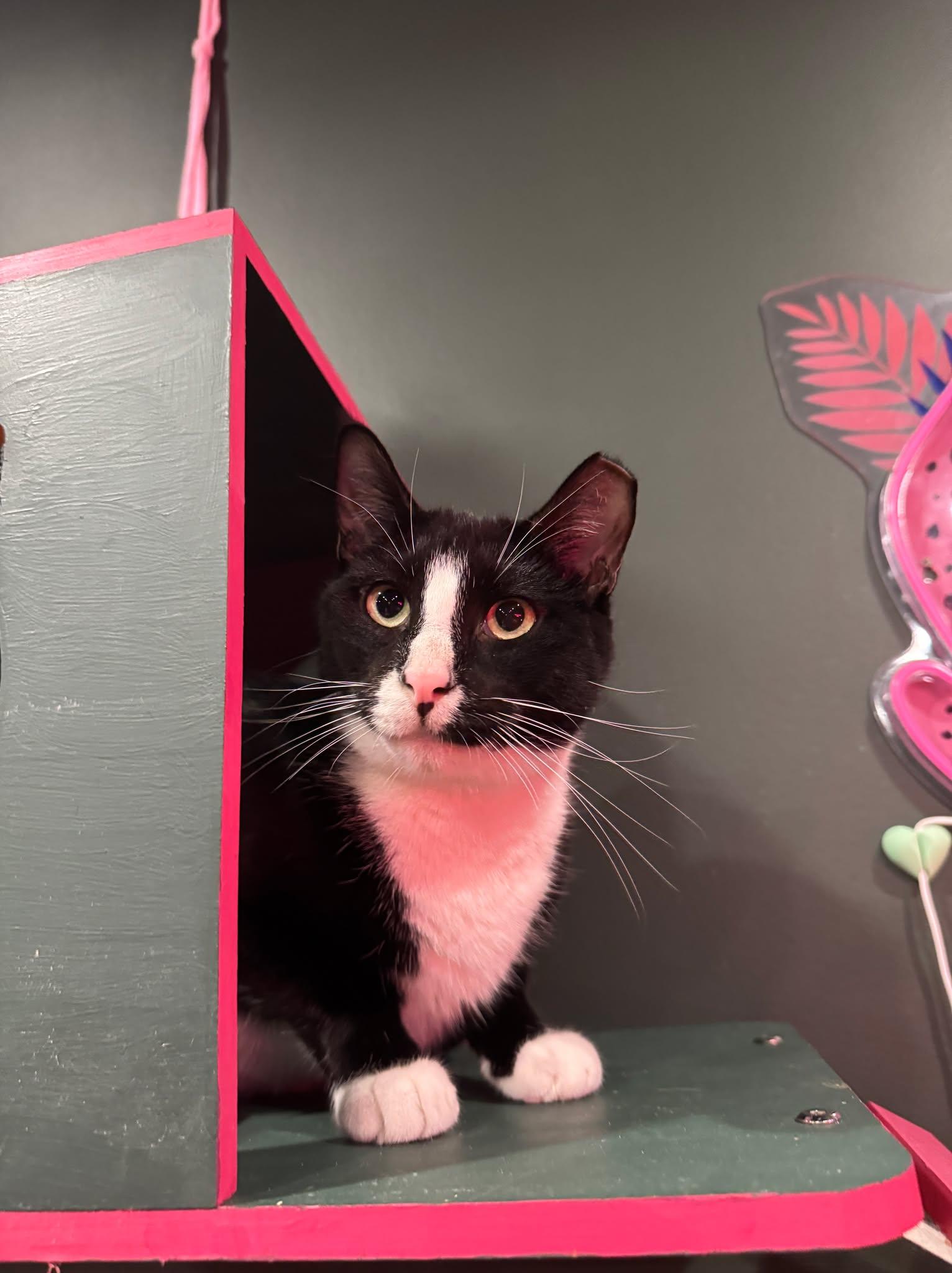Enlarge Peter, a Adoptable Domestic Short Hair in Kennebunk , ME image 4/6
