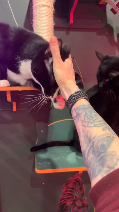 Enlarge Peter, a Adoptable Domestic Short Hair in Kennebunk , ME video 3/6