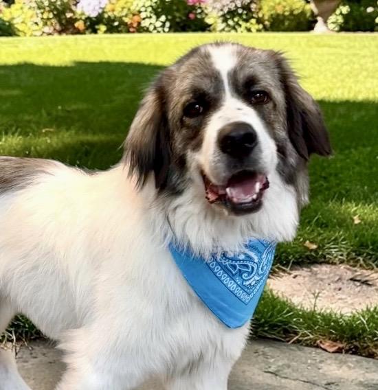 Kylo, adopted, Adult Male Saint Bernard & Great Pyrenees.