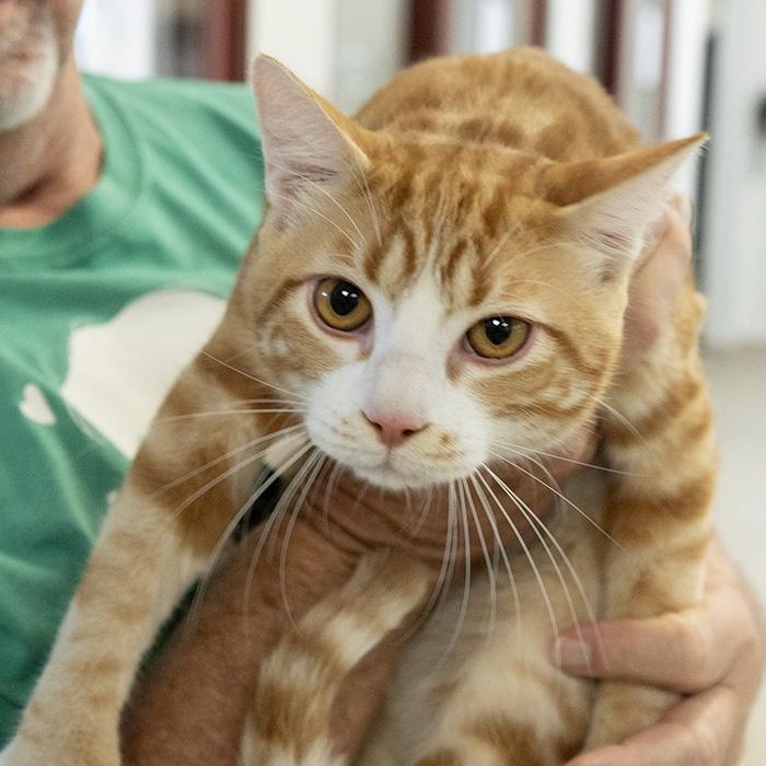 Biscuit, an adopted Domestic Short Hair in Slidell, LA image 2/2