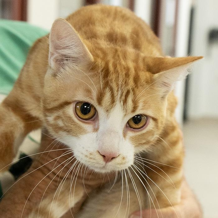 Biscuit, adopted, Young Male Domestic Short Hair.
