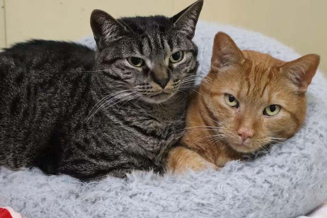 Enlarge Anoki, a Adopted Domestic Short Hair in Montreal, QC image 1/3