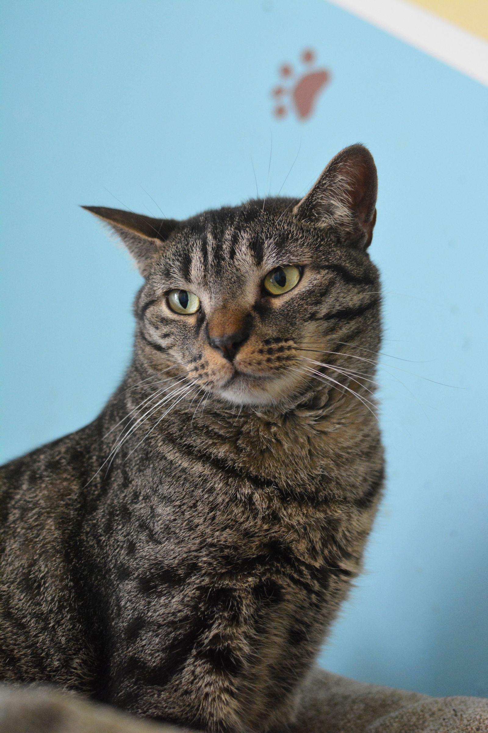 Anoki, a Adoptable Domestic Short Hair in Montreal, QC image 1/3