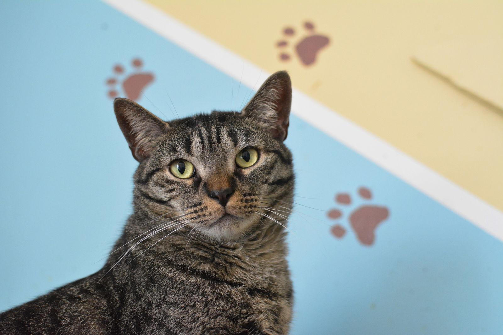Anoki, a Adoptable Domestic Short Hair in Montreal, QC image 2/3