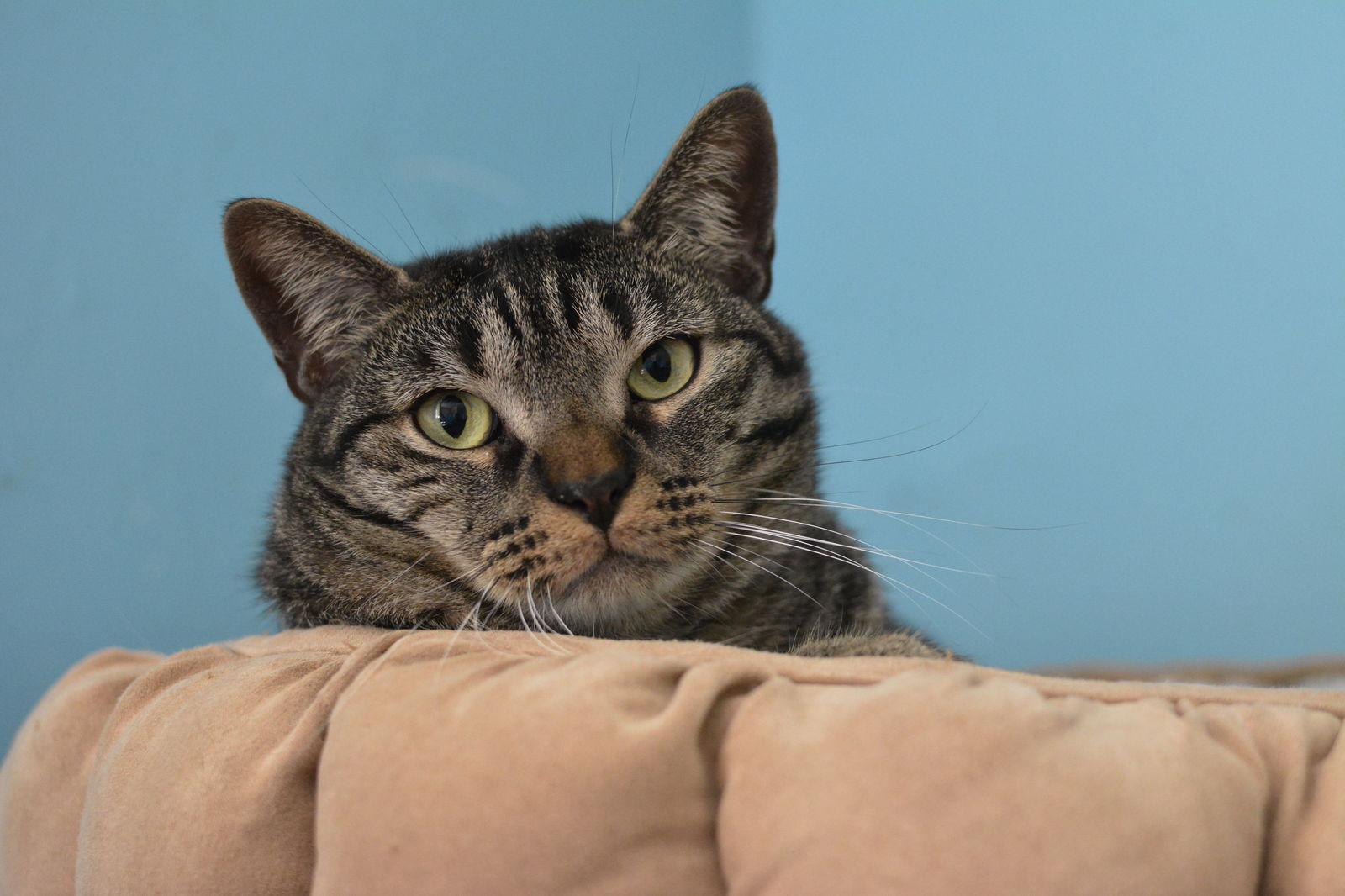 Anoki, a Adoptable Domestic Short Hair in Montreal, QC image 3/3