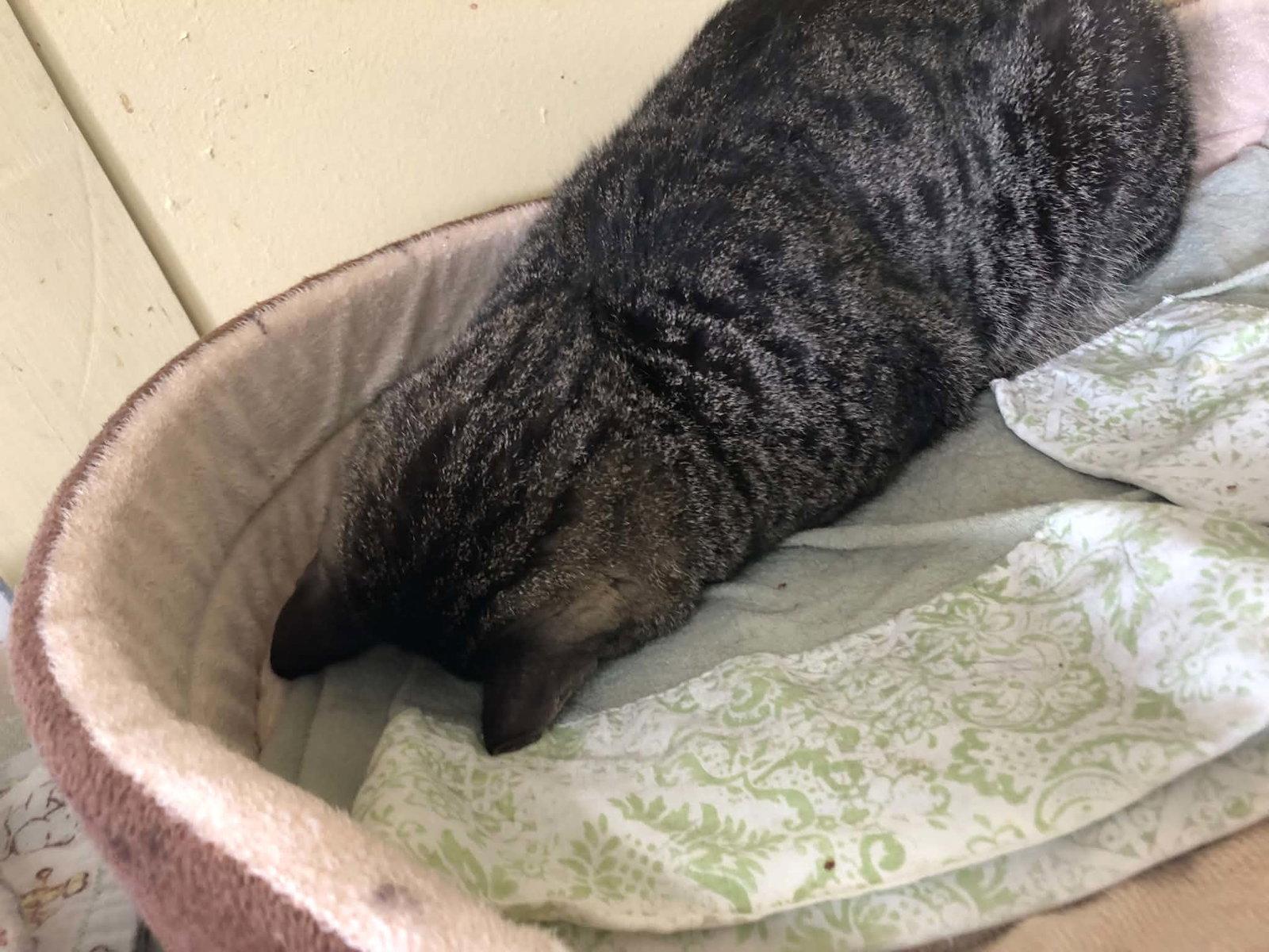 Enlarge Anoki, a Adopted Domestic Short Hair in Montreal, QC image 3/3