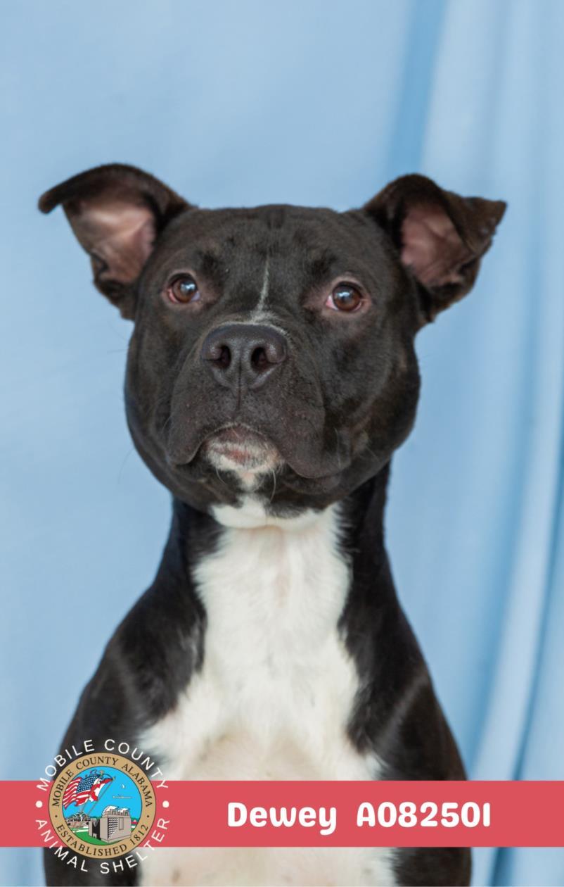 DEWEY, Adoptable, Young Male American Bulldog & Mixed Breed.