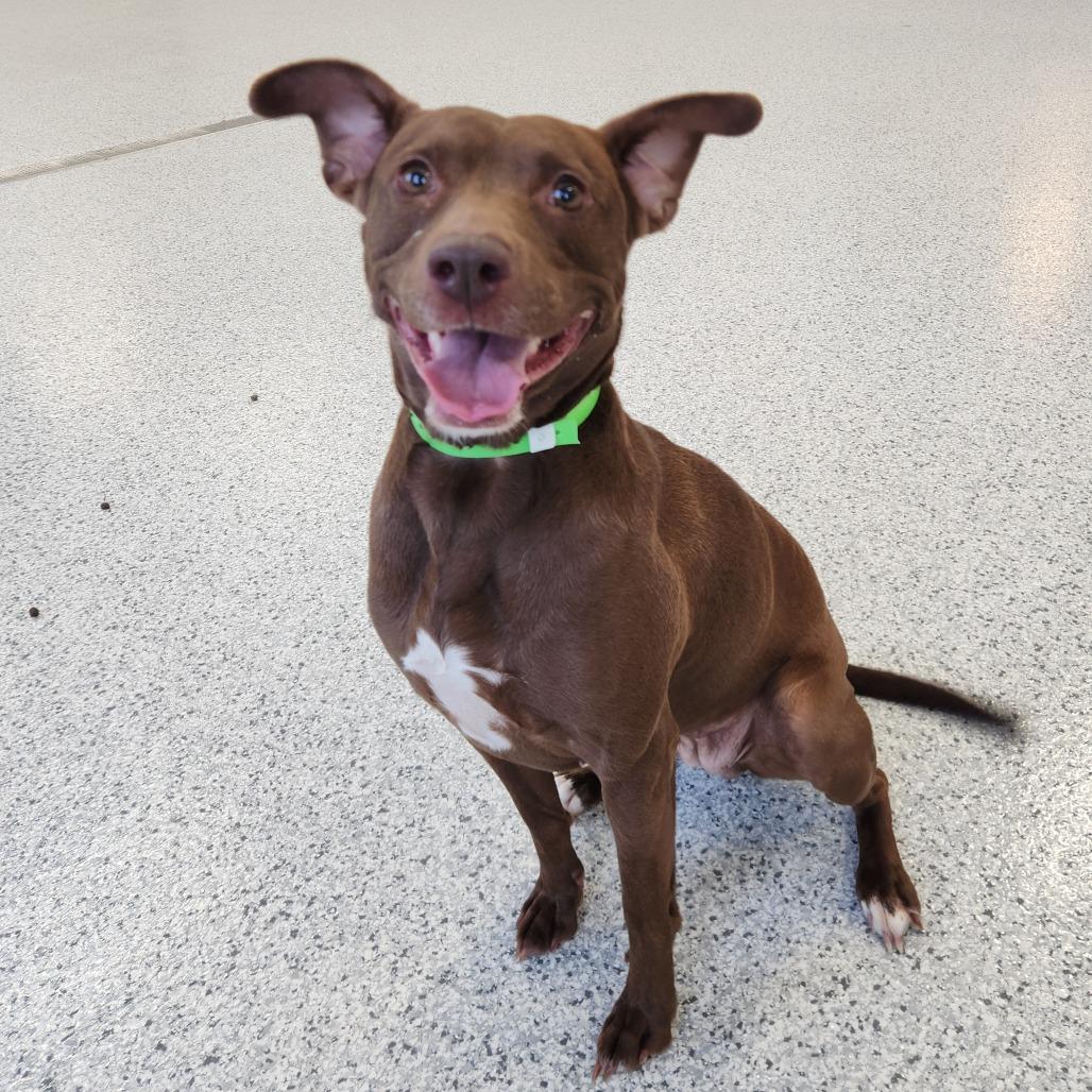 Angelina Jolie, Adoptable, Adult Female Chocolate Labrador Retriever.