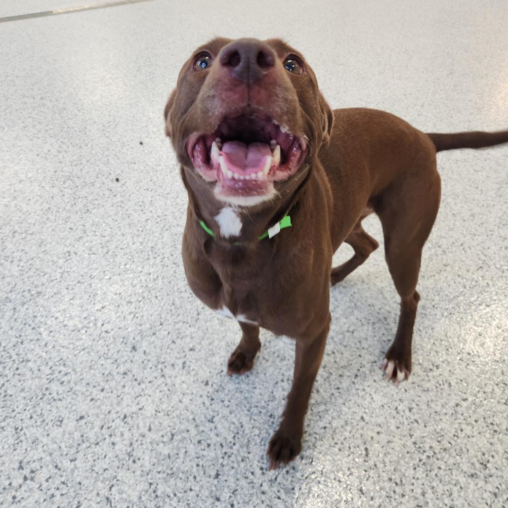 Enlarge Angelina Jolie, a Adoptable Chocolate Labrador Retriever in Fort Wayne, IN image 2/3