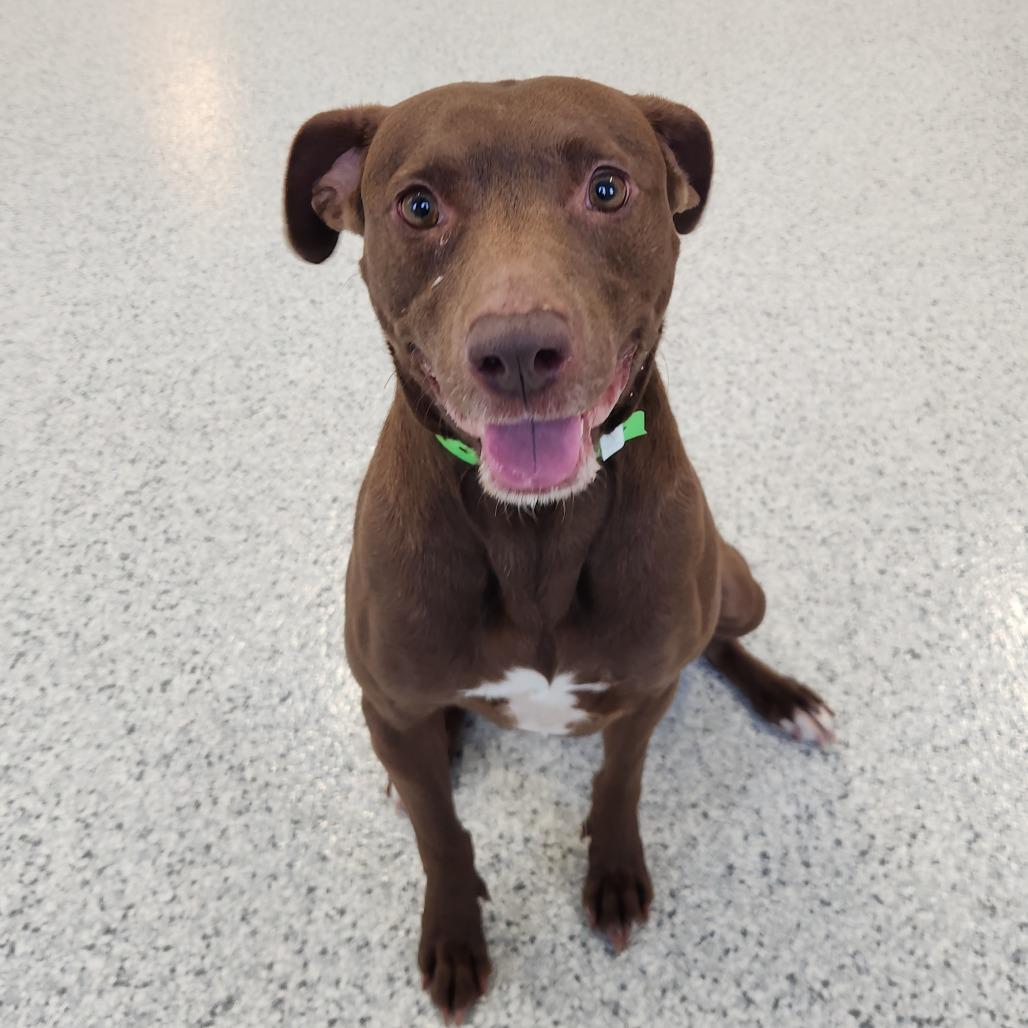Enlarge Angelina Jolie, a Adoptable Chocolate Labrador Retriever in Fort Wayne, IN image 3/3