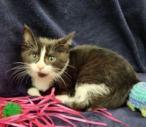 Checkers, a ADOPTABLE Domestic Short Hair in Bucyrus, OH image 1/3