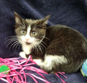 Checkers, a ADOPTABLE Domestic Short Hair in Bucyrus, OH image 3/3