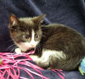 Checkers, a ADOPTABLE Domestic Short Hair in Bucyrus, OH image 2/3