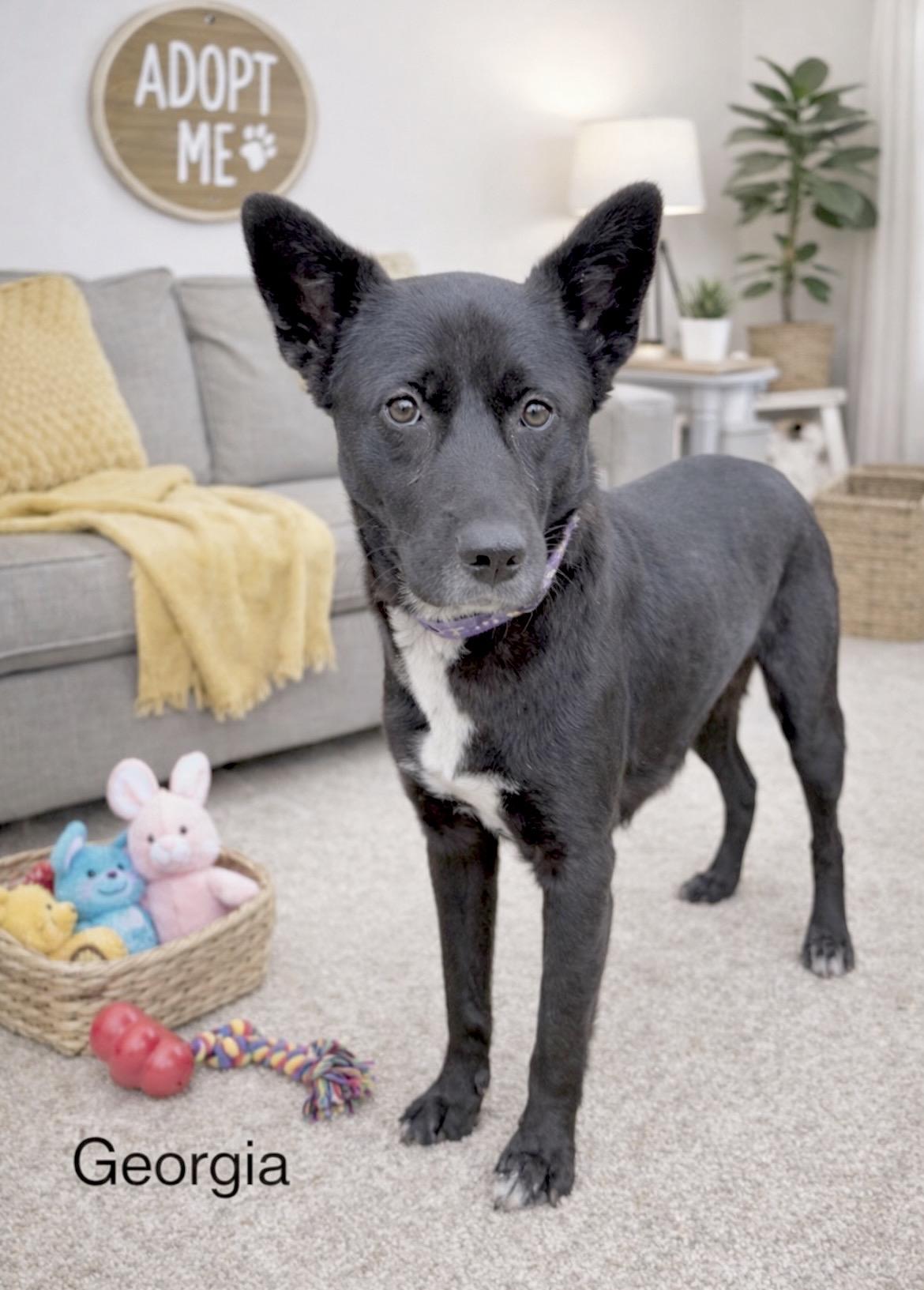 Georgia, ADOPTABLE, Adult Female Black Labrador Retriever & Border Collie.