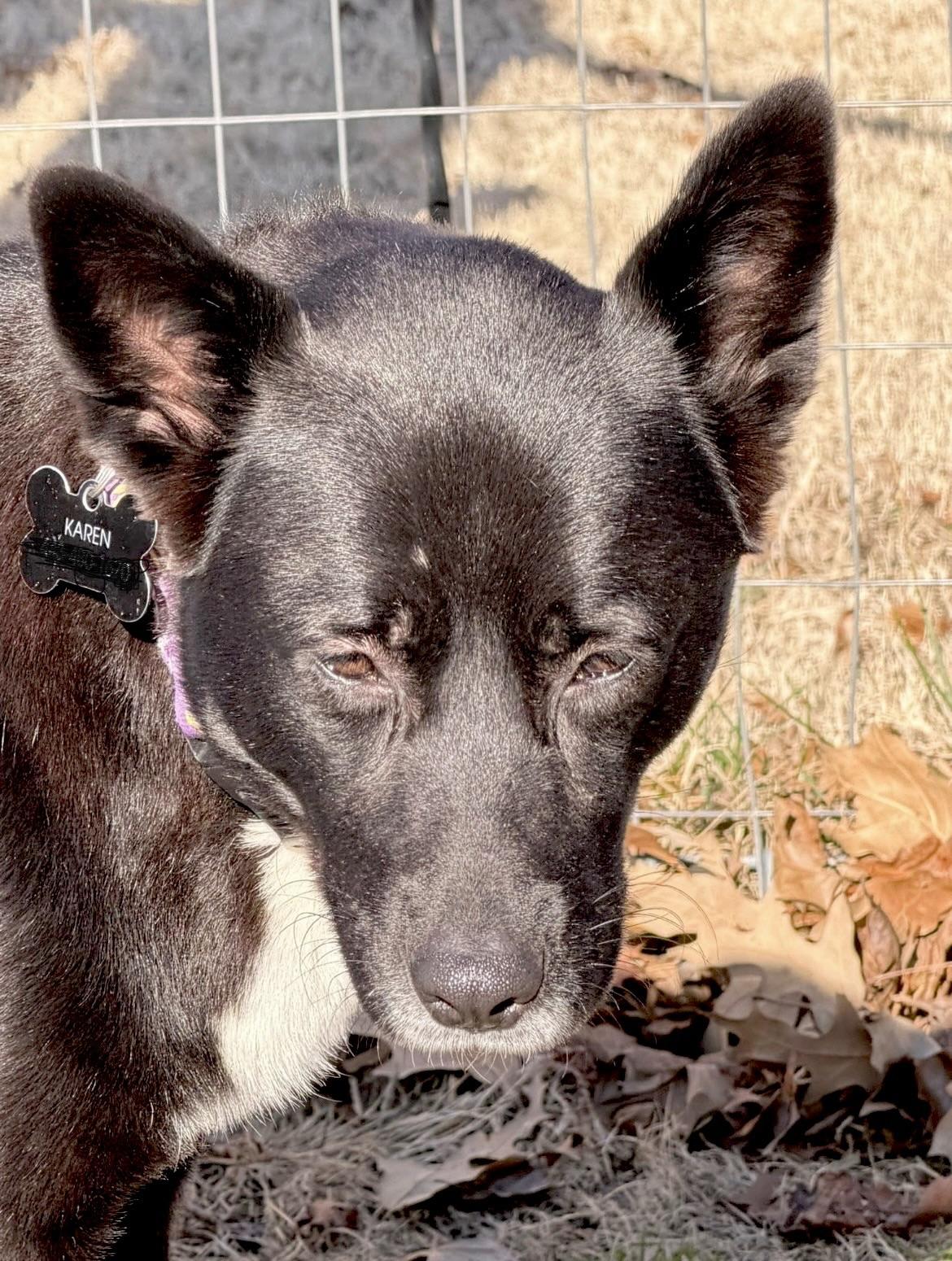 Enlarge Georgia, a ADOPTABLE mixed breed in Millington, MD image 4/6