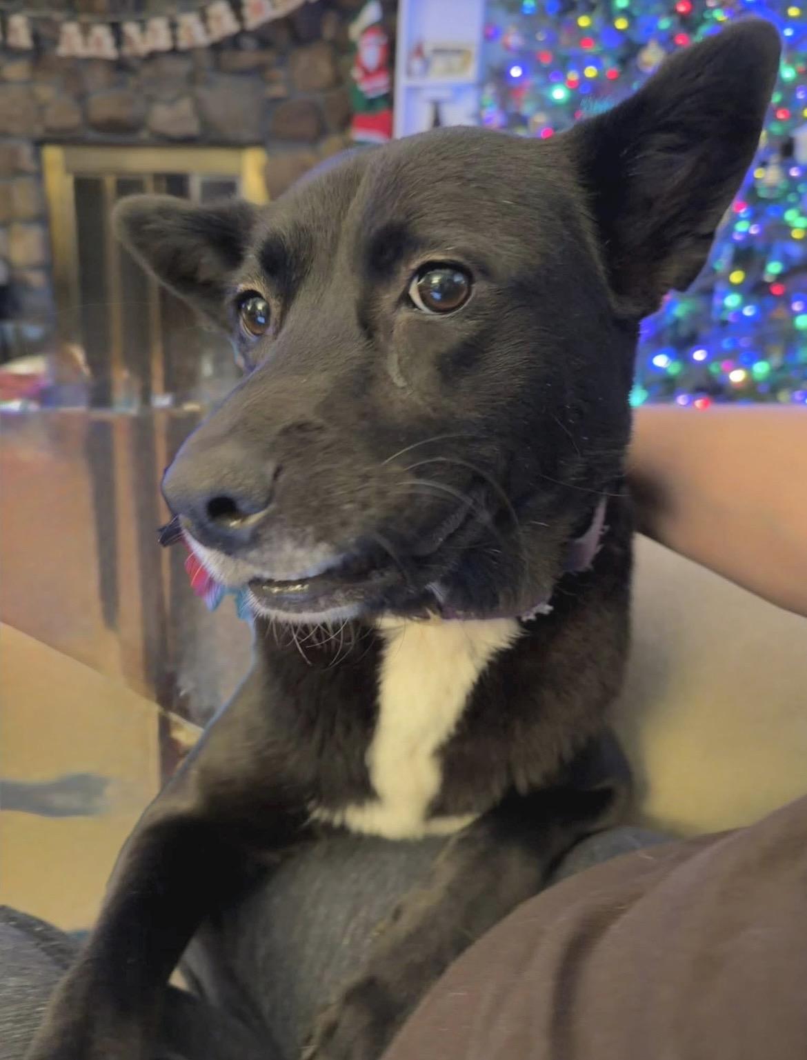 Enlarge Georgia, a ADOPTABLE mixed breed in Millington, MD image 5/6