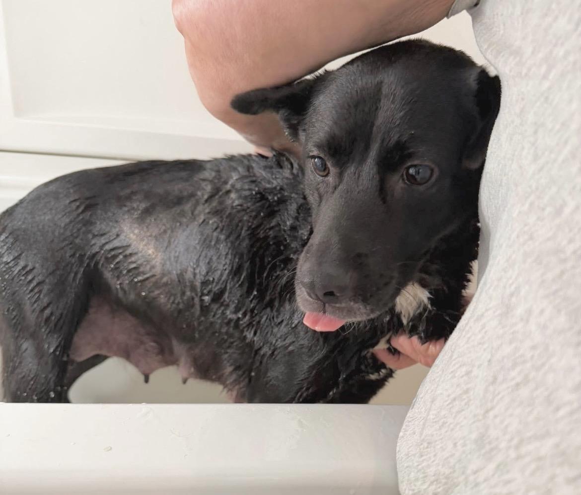 Enlarge Georgia, a ADOPTABLE mixed breed in Millington, MD image 6/6