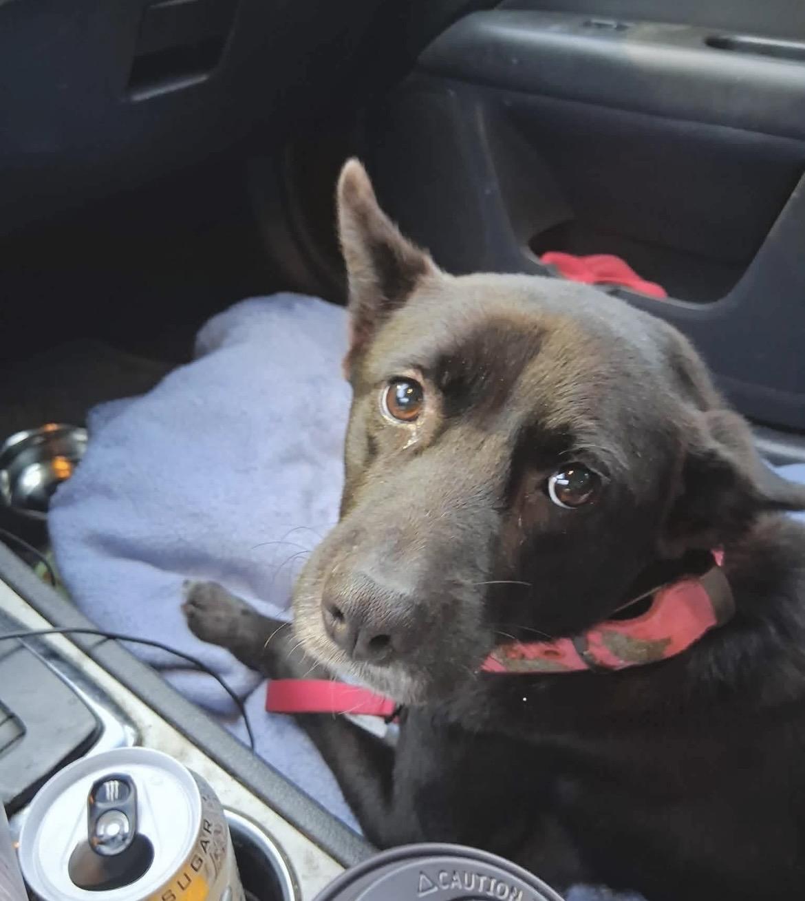 Enlarge Georgia, a ADOPTABLE mixed breed in Millington, MD image 3/6