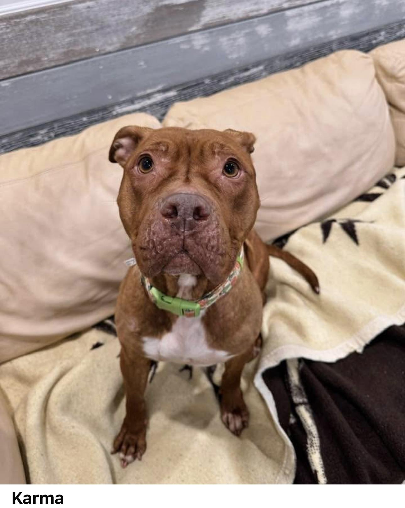 Enlarge Karma, a Adopted mixed breed in Staten island, NY image 1/1