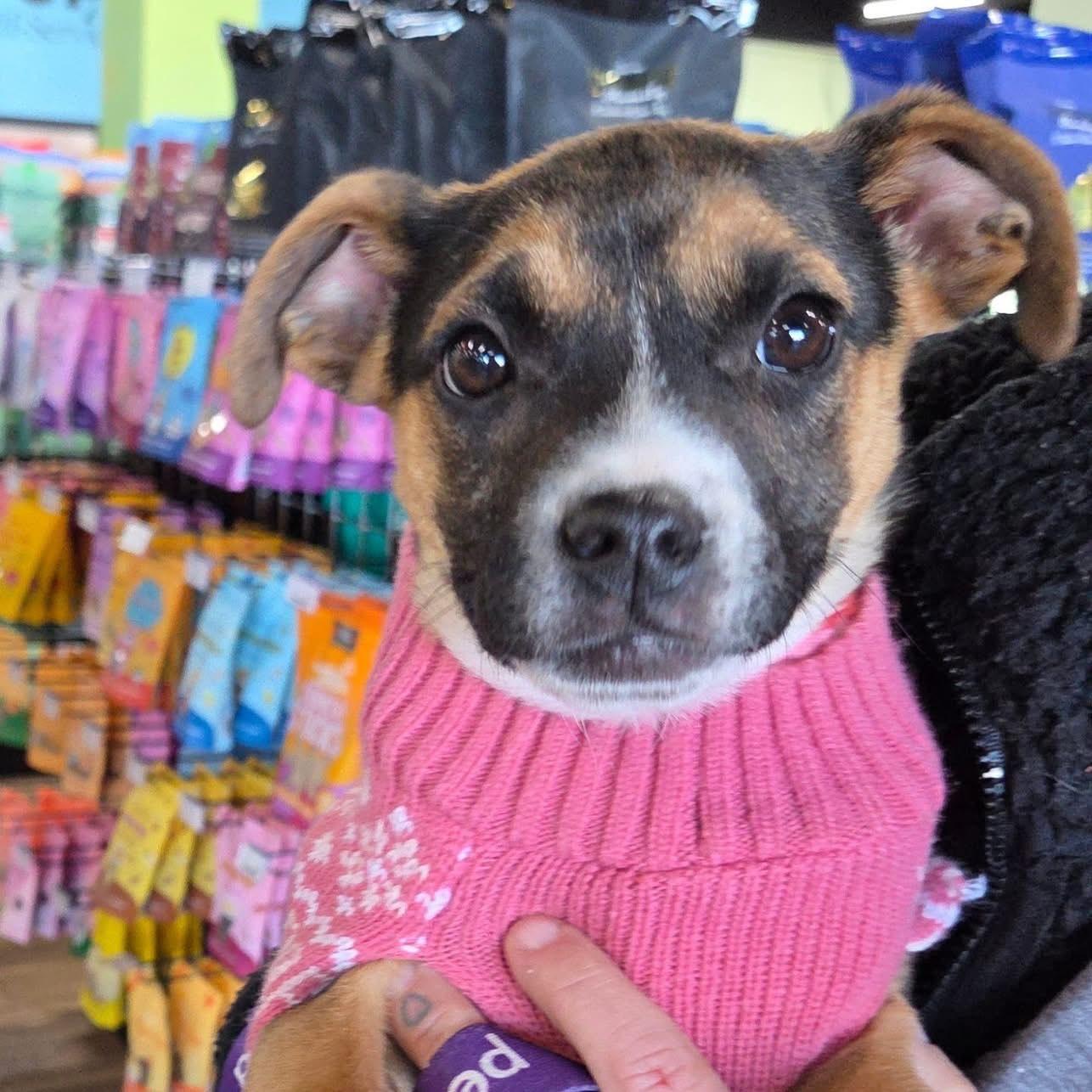 Lucy, ADOPTABLE, Puppy Female Terrier.