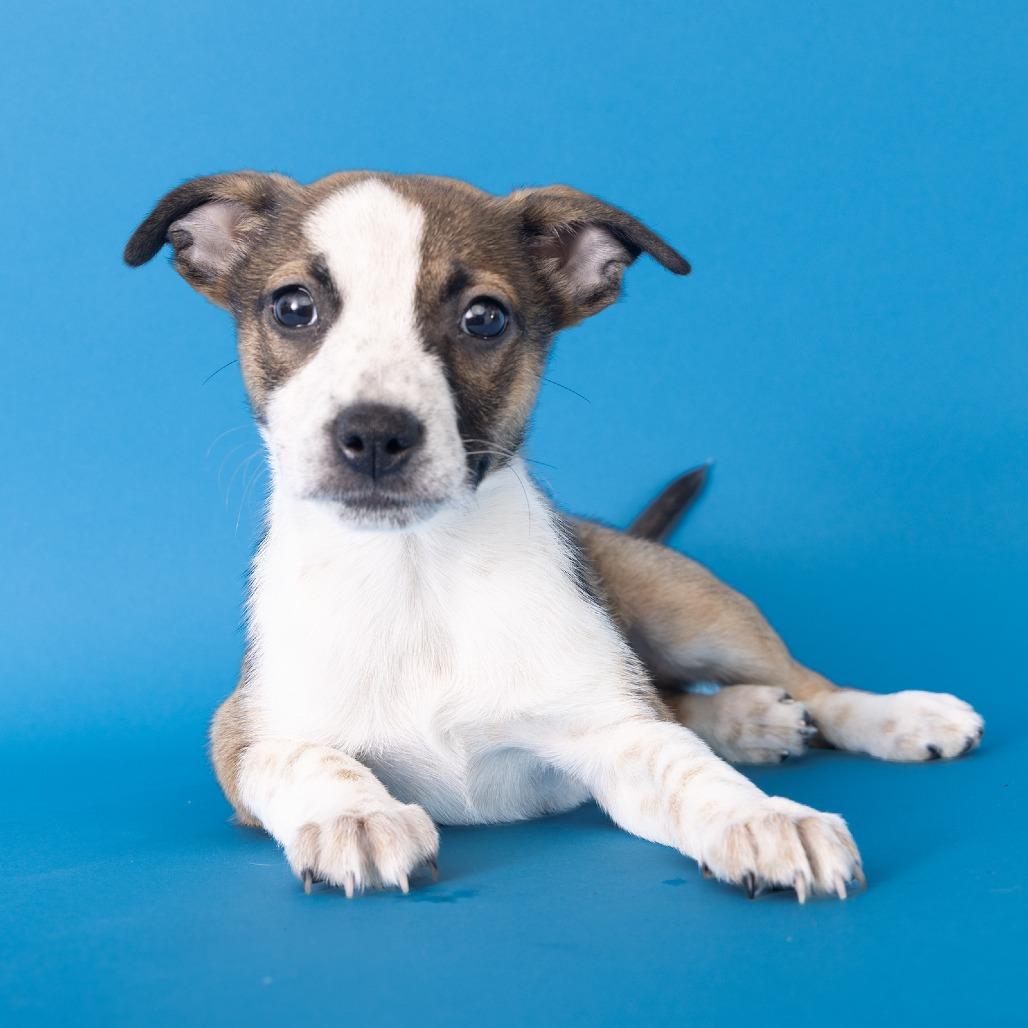 Echo, Adoptable, Puppy Female Mixed Breed.